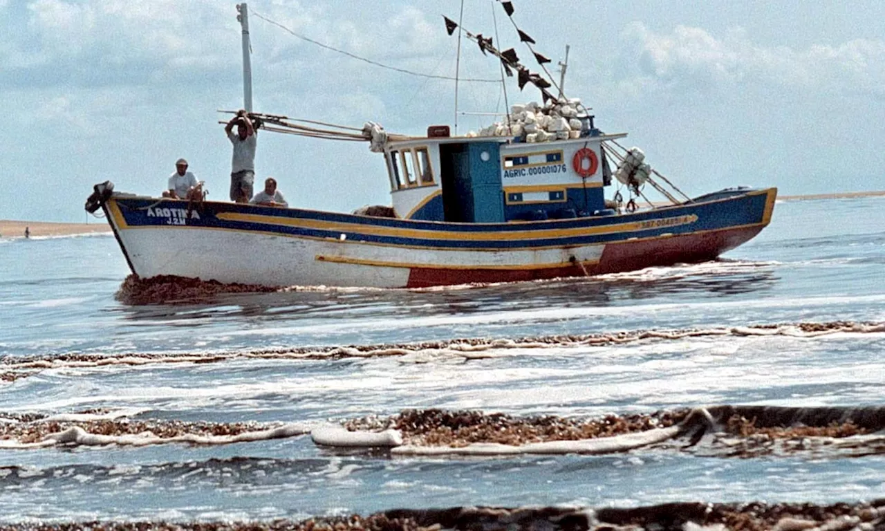 Pescadores de Río de Janeiro Desarrollan Plataforma para Reportar Crímenes Ambientales