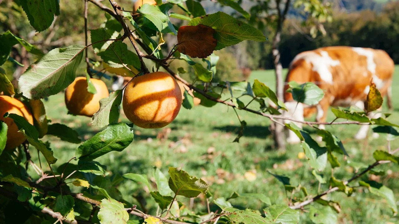 Viel Fallobst in Gärten, Apfelblüte immer früher