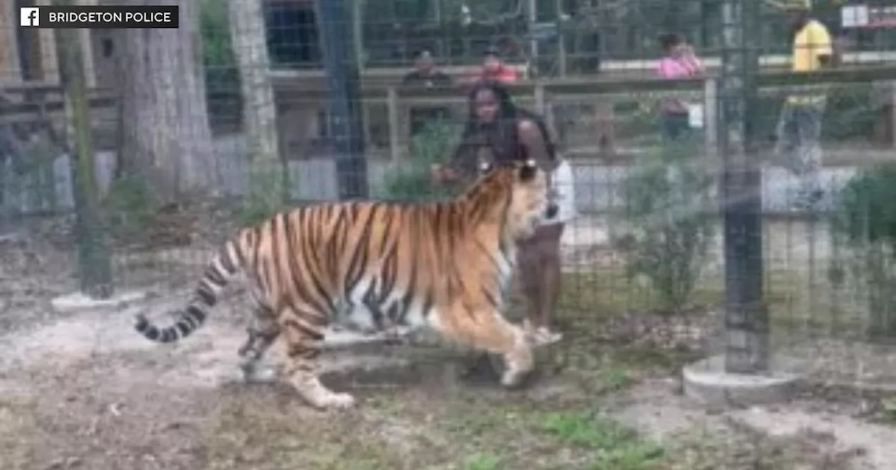 Woman hops fence, nearly gets bit by tiger at NJ zoo, video shows