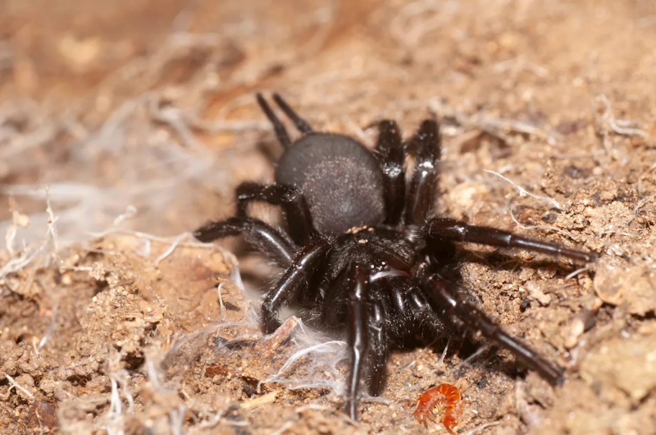 Cet animal exotique à la très dangereuse réputation qui peut pourtant croiser votre chemin en France