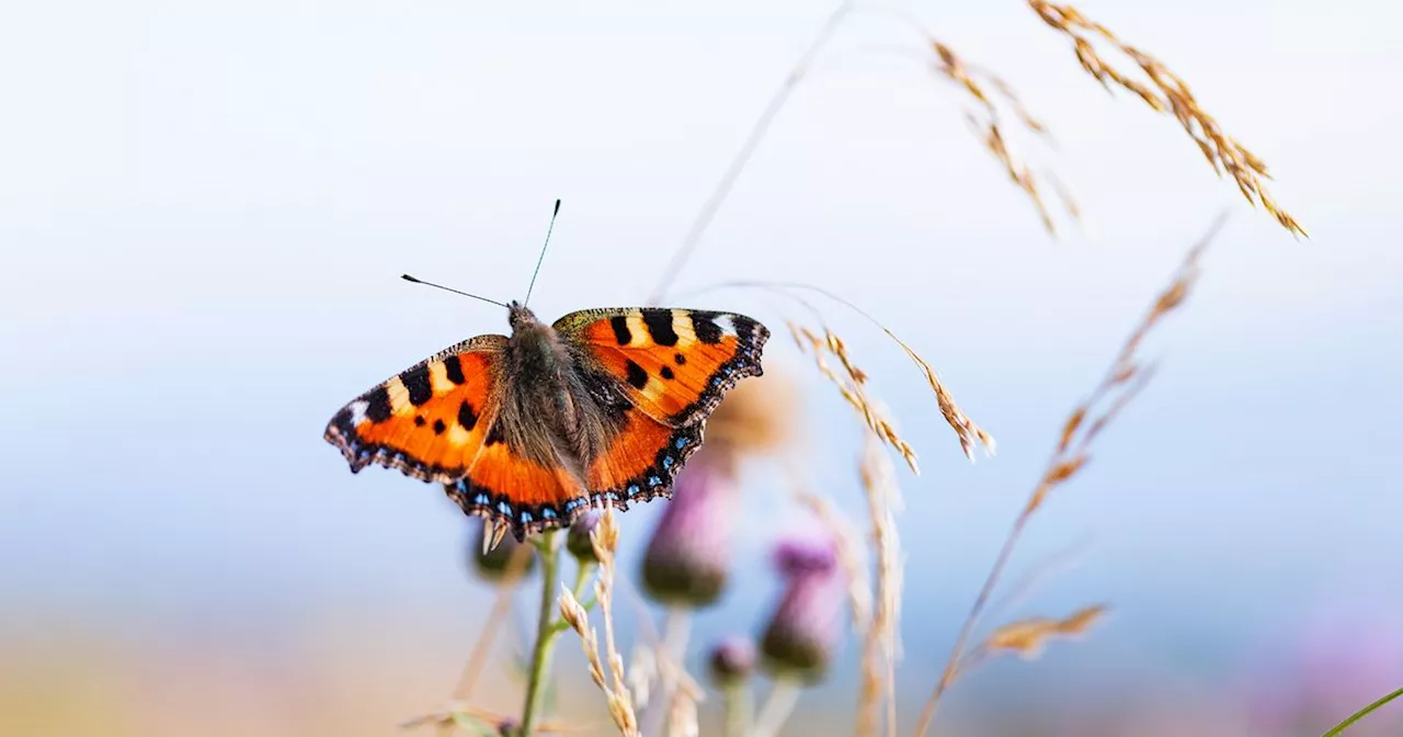 Eight in ten Scots worried about harm to natural environment in their area