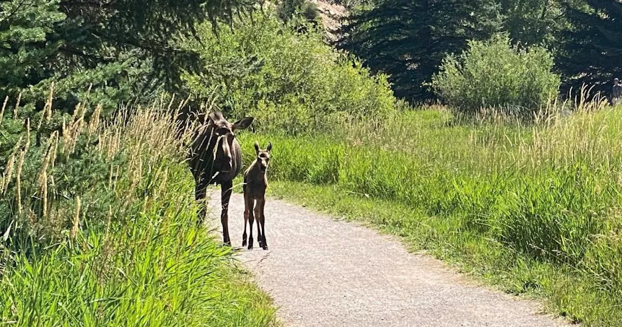 Aggressive moose forces closure of trail near North Star Nature Preserve in Pitkin County