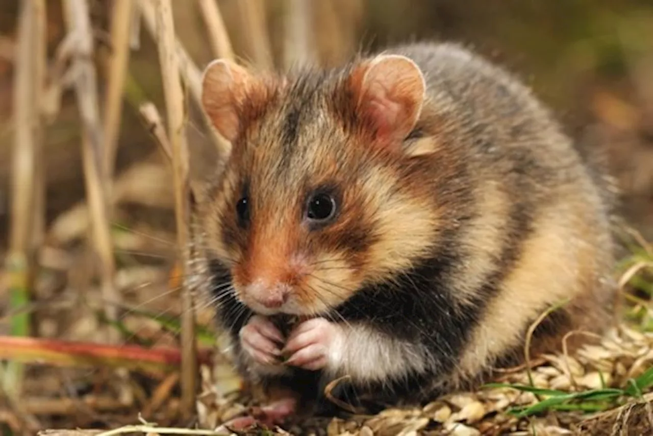 Europese natuurherstelwet dwingt Vlaanderen tot concreet beleid: “Grote, aaneengesloten natuurgebieden zijn he