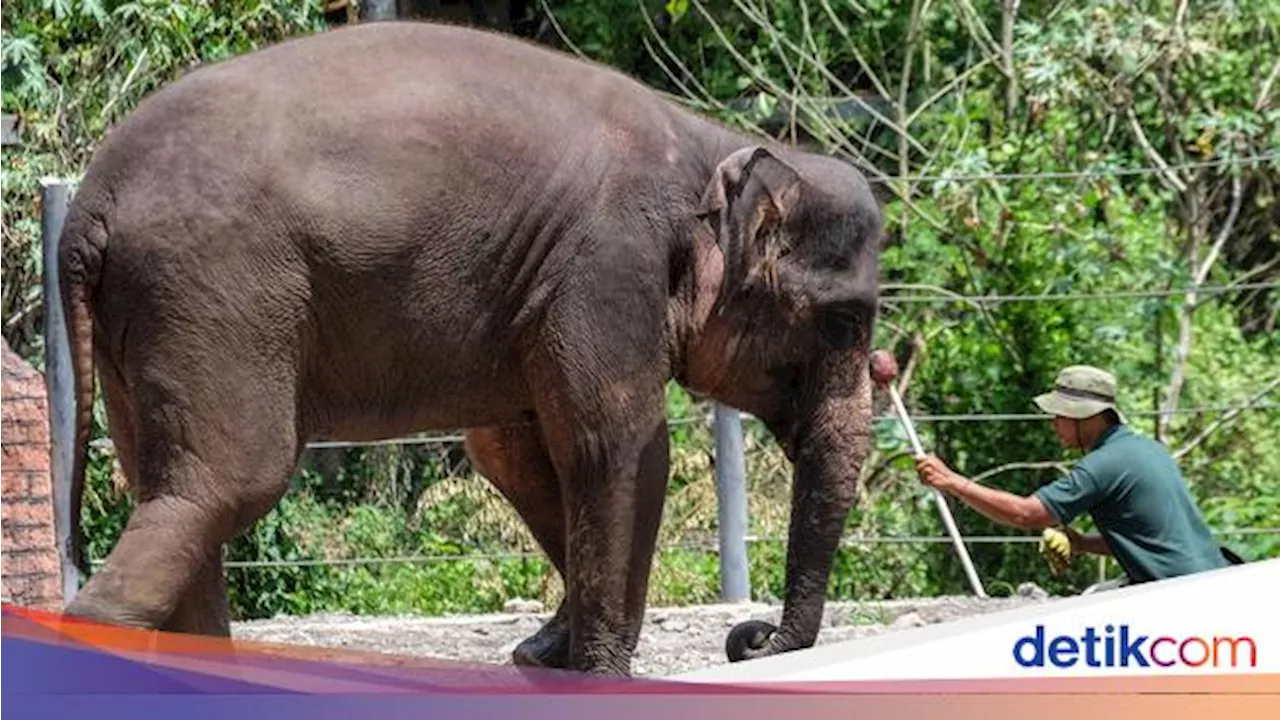 2 Gajah di Solo Safari Mati dalam 3 Bulan, BKSDA Gelar Pemeriksaan