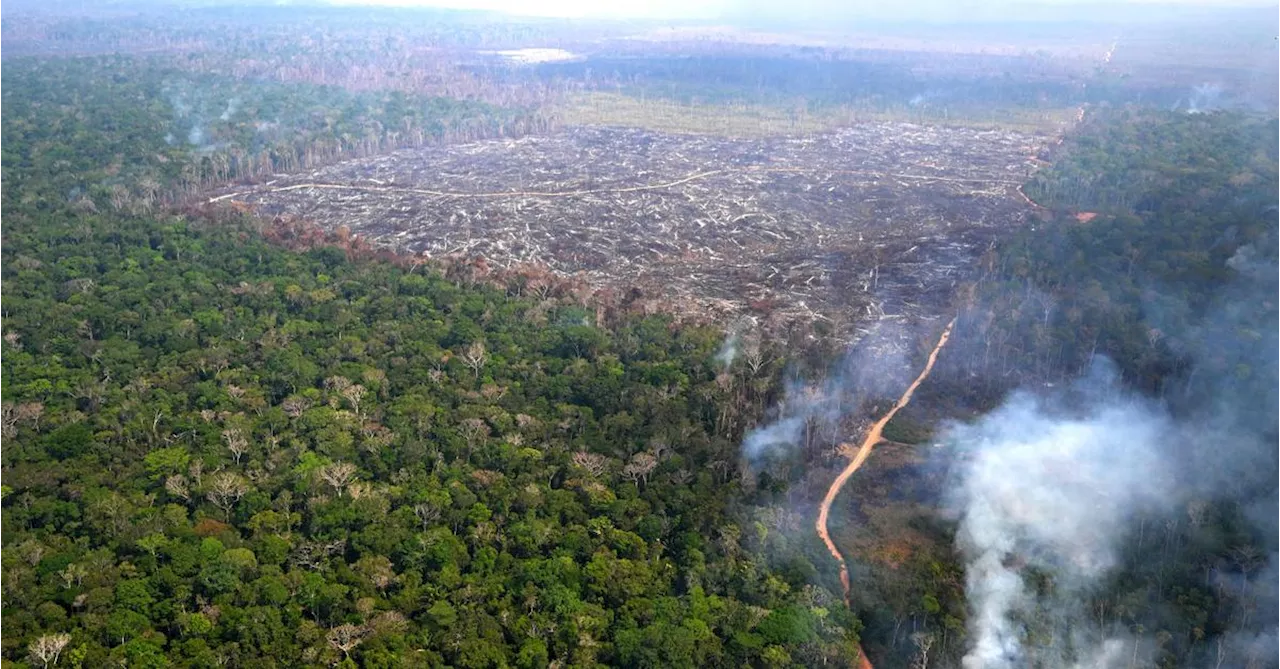 Rekord an schweren Bränden im Amazonasgebiet