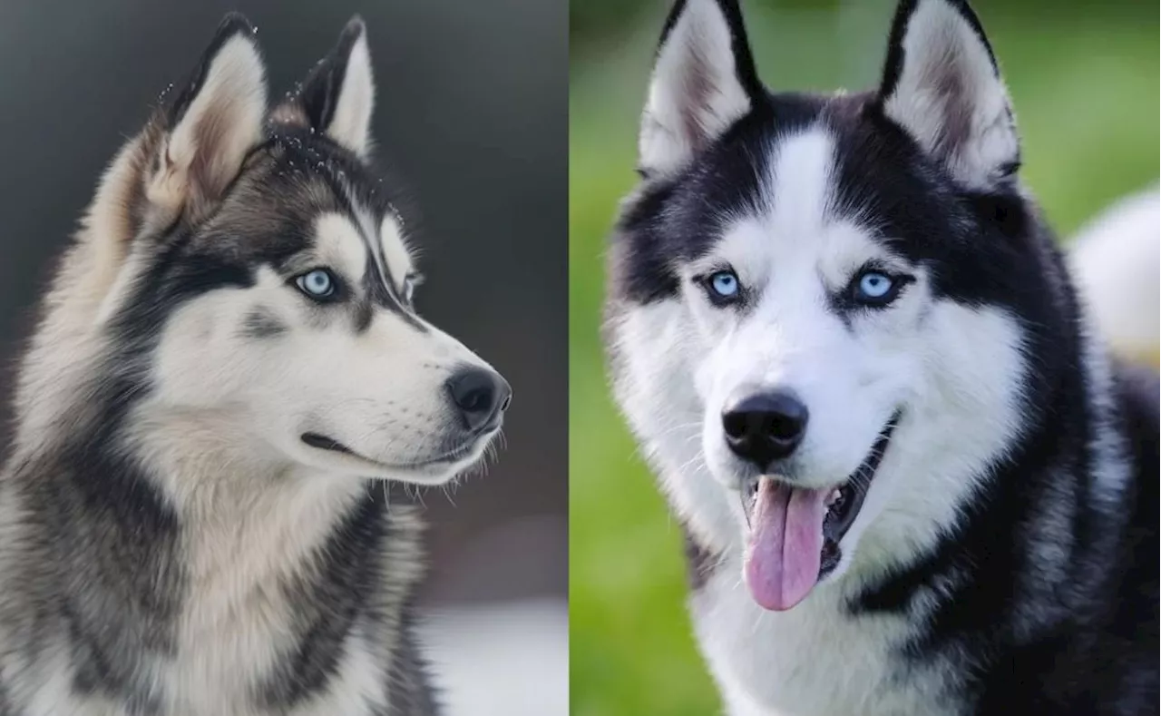 Cómo es el carácter de los perros de raza husky, según adiestradora canina