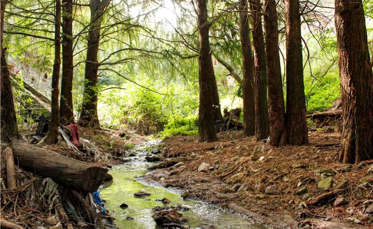 Gobierno capitalino recupera más de mil 900 metros de área de valor ambiental en Barranca Tacubaya