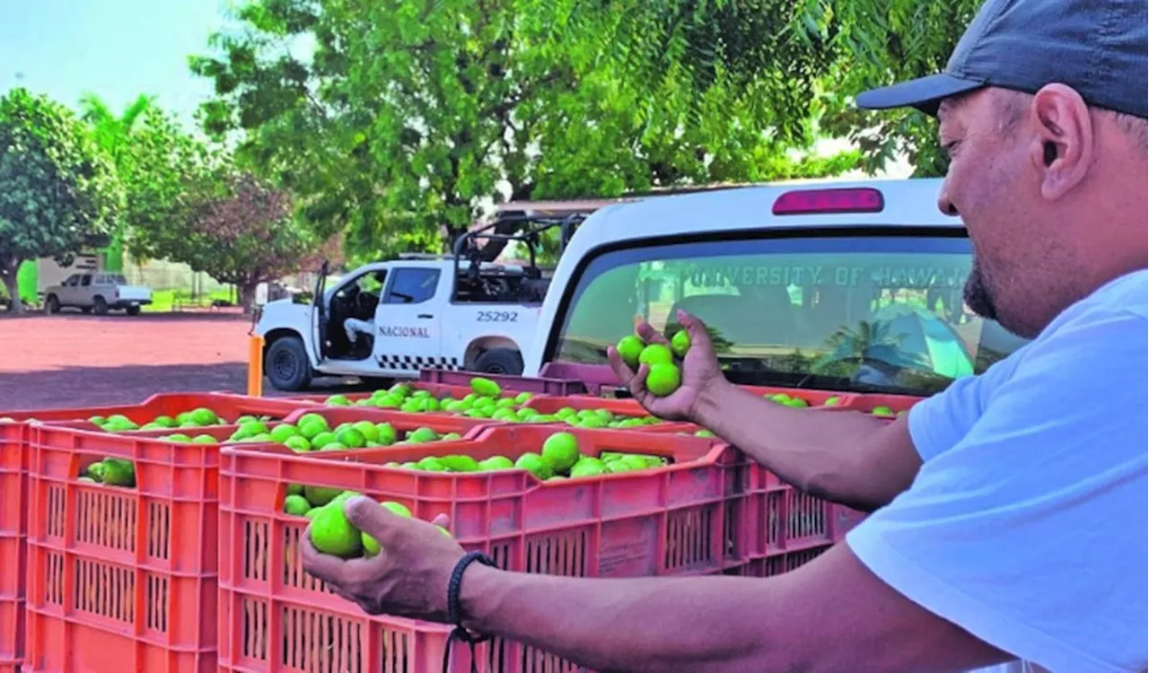 Refuerzan seguridad en Michoacán para proteger a limoneros de la extorsión