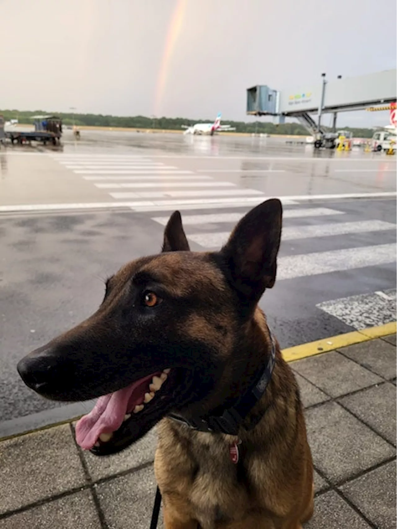 Zollspürhund landet Volltreffer am Flughafen Köln/Bonn