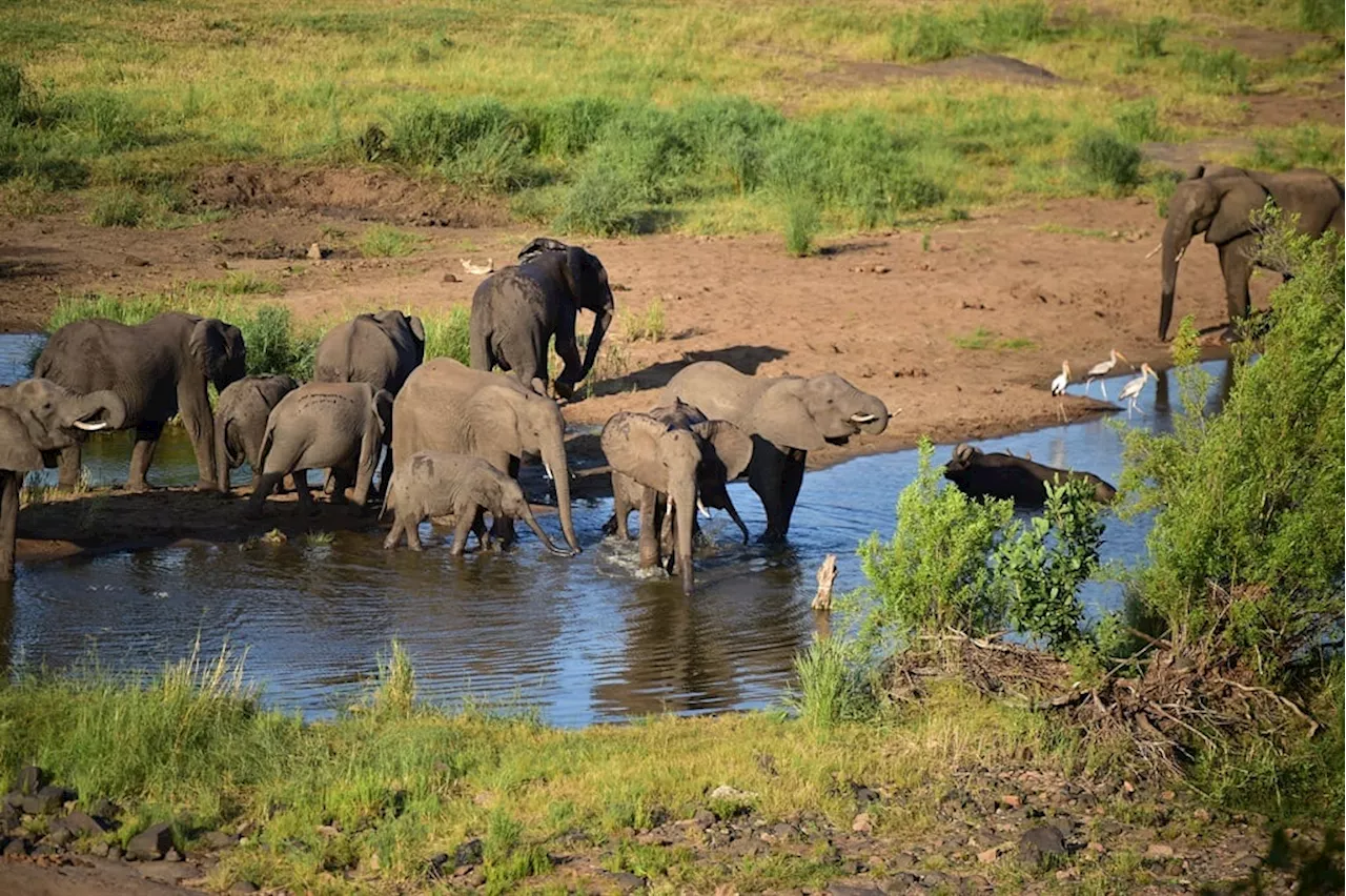 South Africans will have free access to some national parks for a week in September