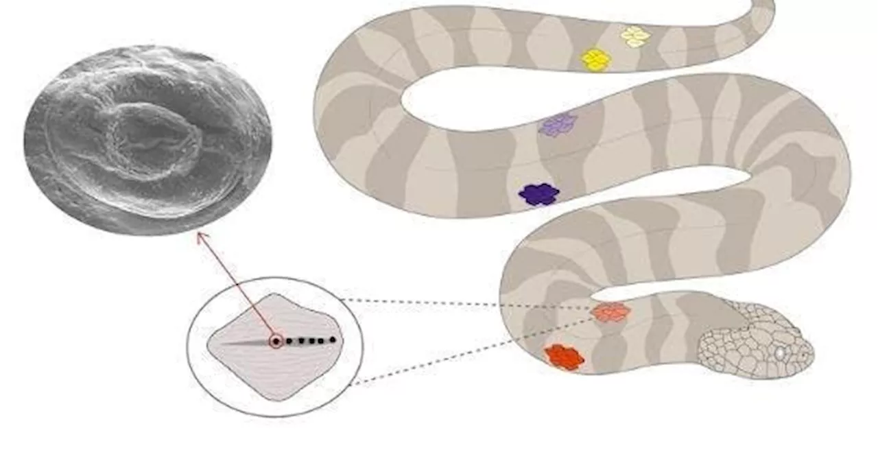 How Do Colombian Aquatic Snakes Use Weird ‘Sensors’ To Hunt Prey?