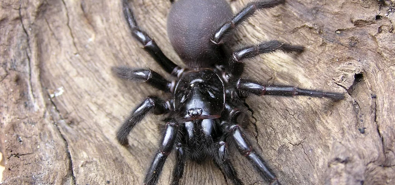 Meet The 3 Most ‘Extreme’ Spiders—By Weight, Leg Span And Deadliness