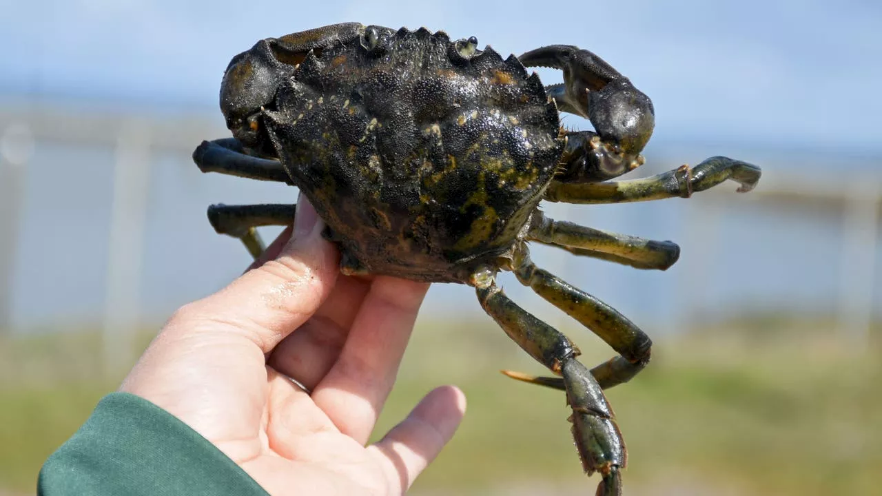 Invasive European green crabs detected in new area of WA coast