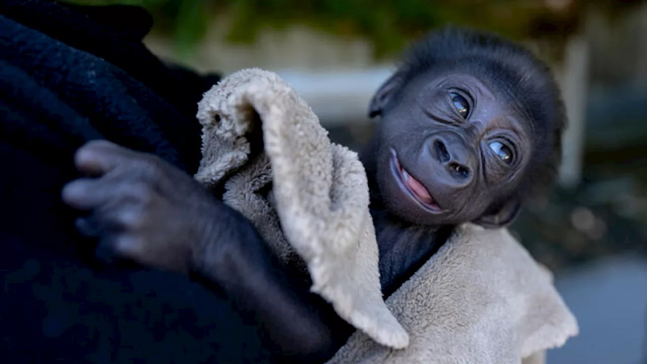 Louisville, KY receives baby gorilla from Seattle's Woodland Park Zoo