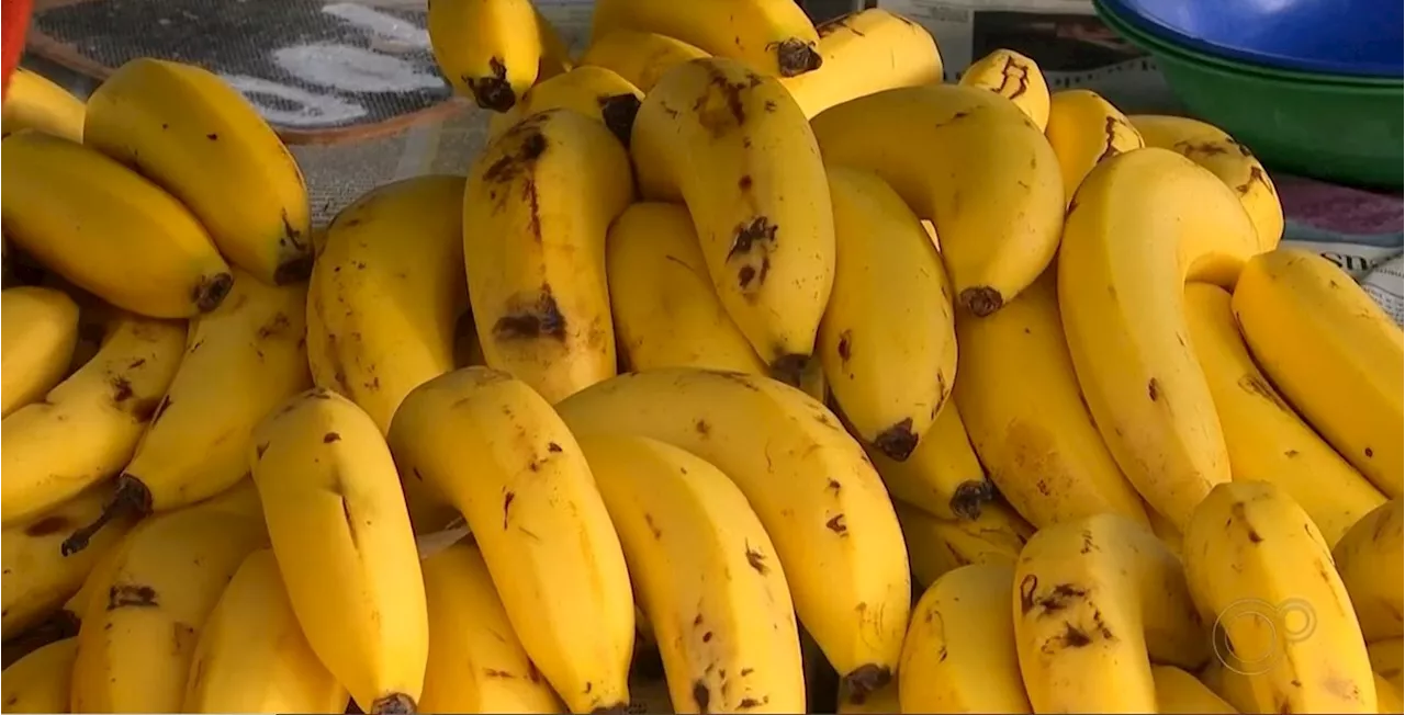 'Apocalipse das bananas': pesquisas apontam como evitar a propagação do fungo mal-do-Panamá na fruta