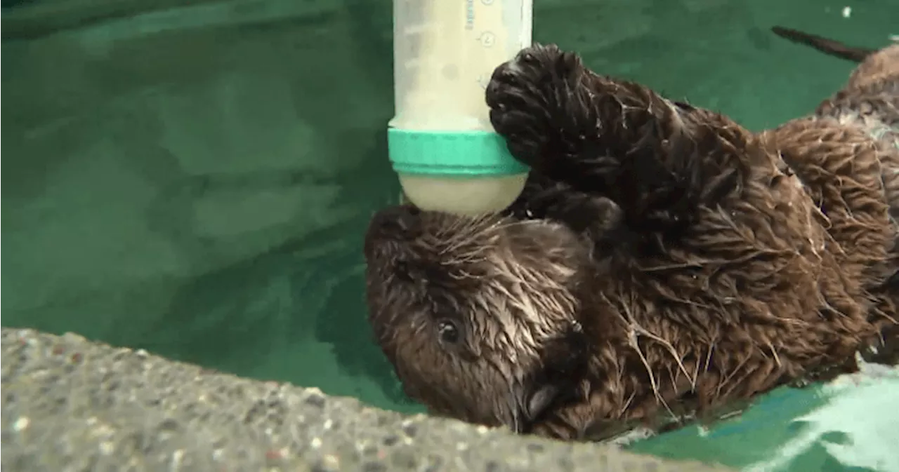 ‘Kind of like a human baby’: Rescued sea otter pups settle into Vancouver Aquarium