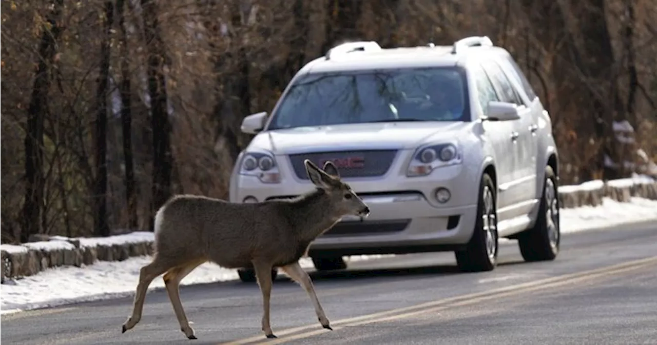 Roadkill numbers in Alberta trend upward