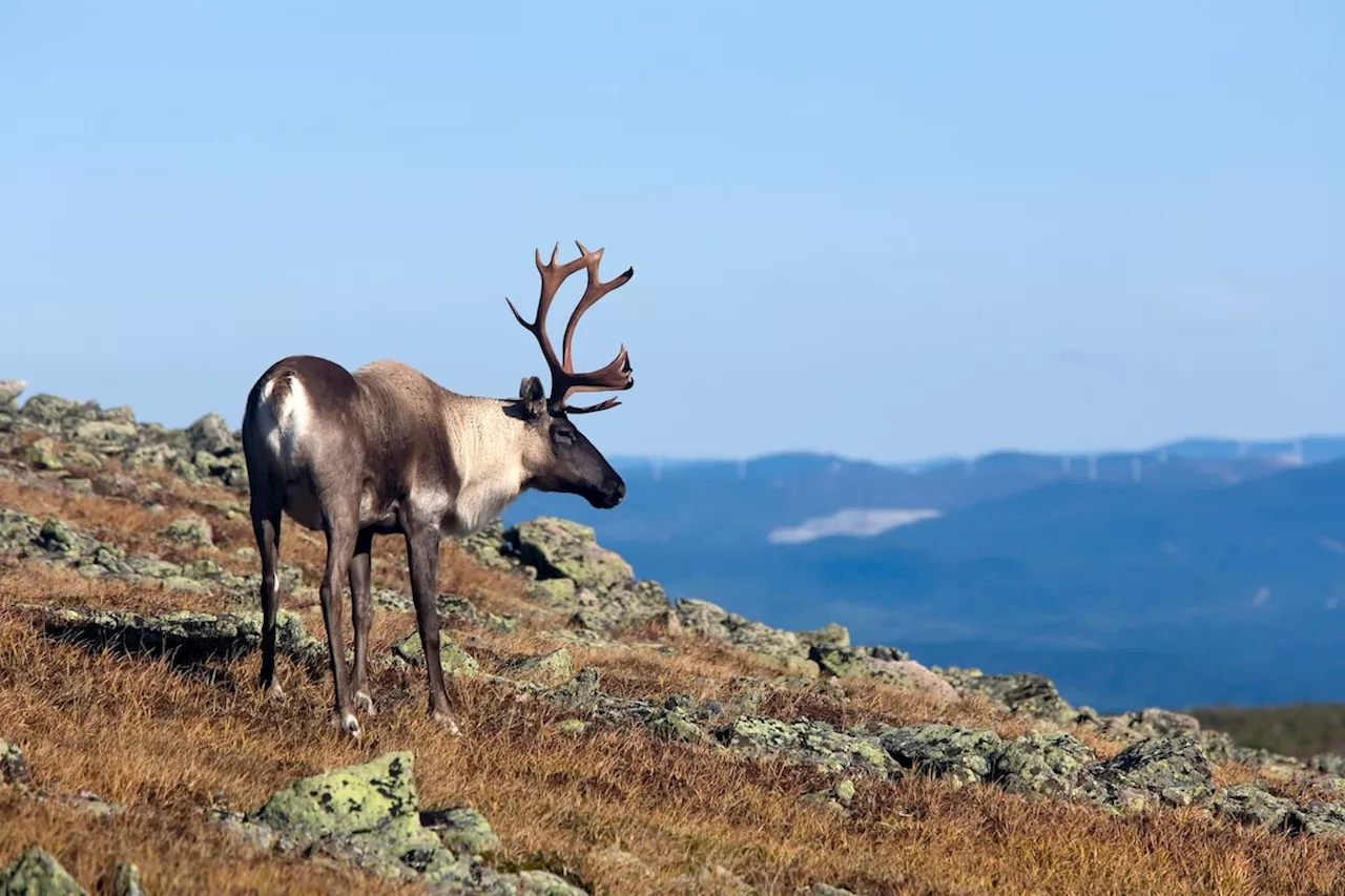 Steven Guilbeault is on a collision course with Quebec over caribou-protection measures. Will he blink?