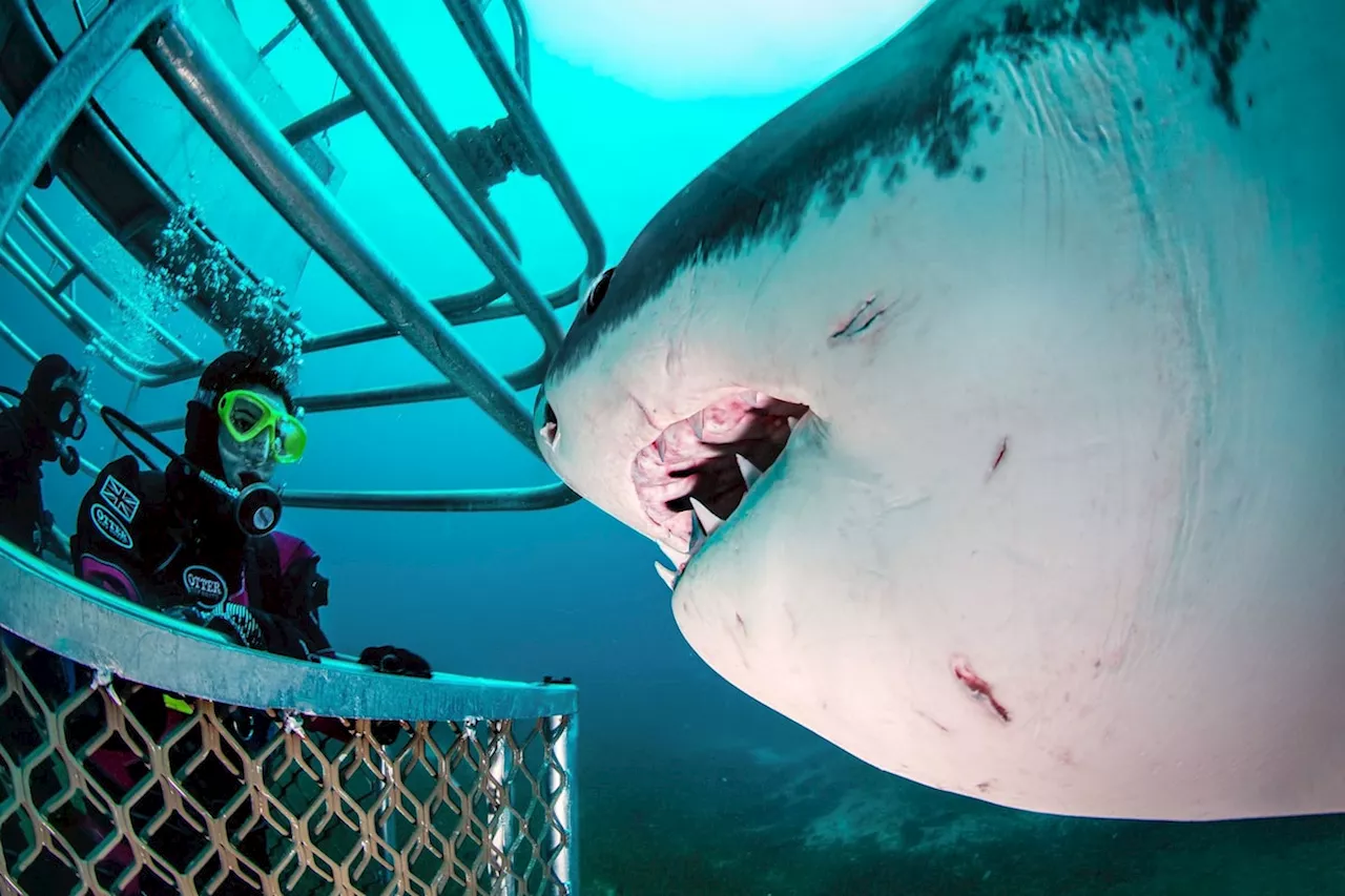 Diving with sharks isn’t just a thrill - it’s a conservation win