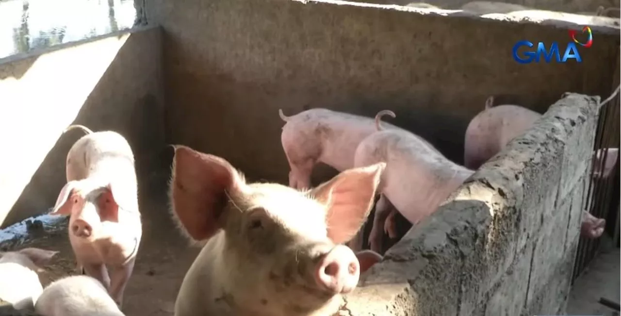 Hog raisers worried ASF vaccine cost may affect pork prices