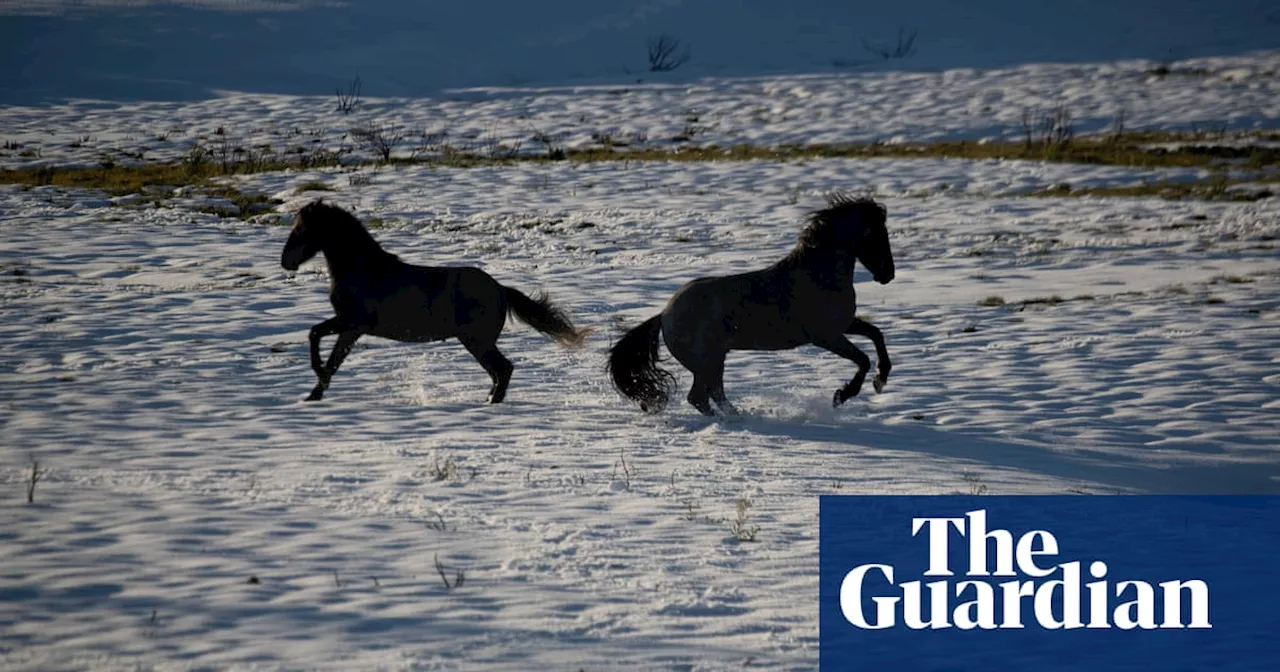 Court approves shooting brumbies from helicopters after challenge by Snowy Mountains group