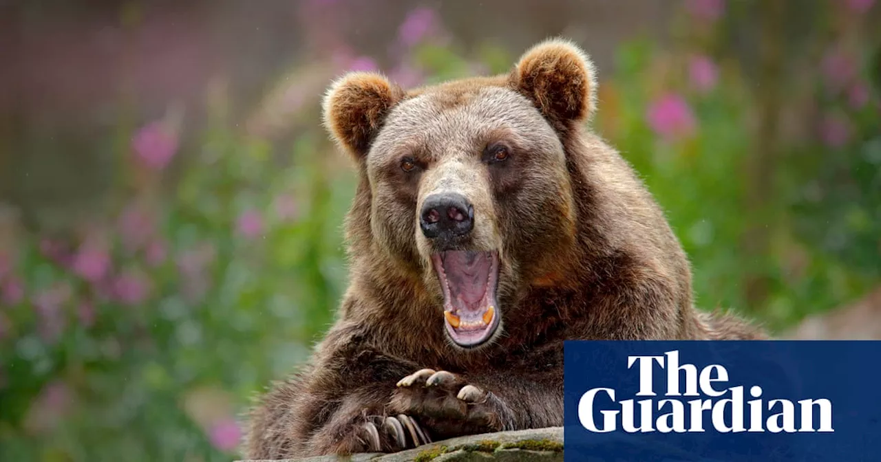 Sweden to kill 20% of its brown bears in annual hunt