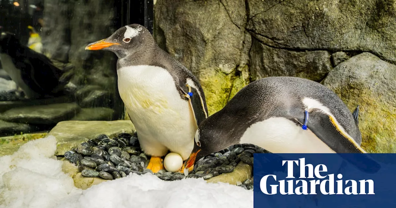 When globally famous gay penguin Sphen died in Sydney, his partner began to sing