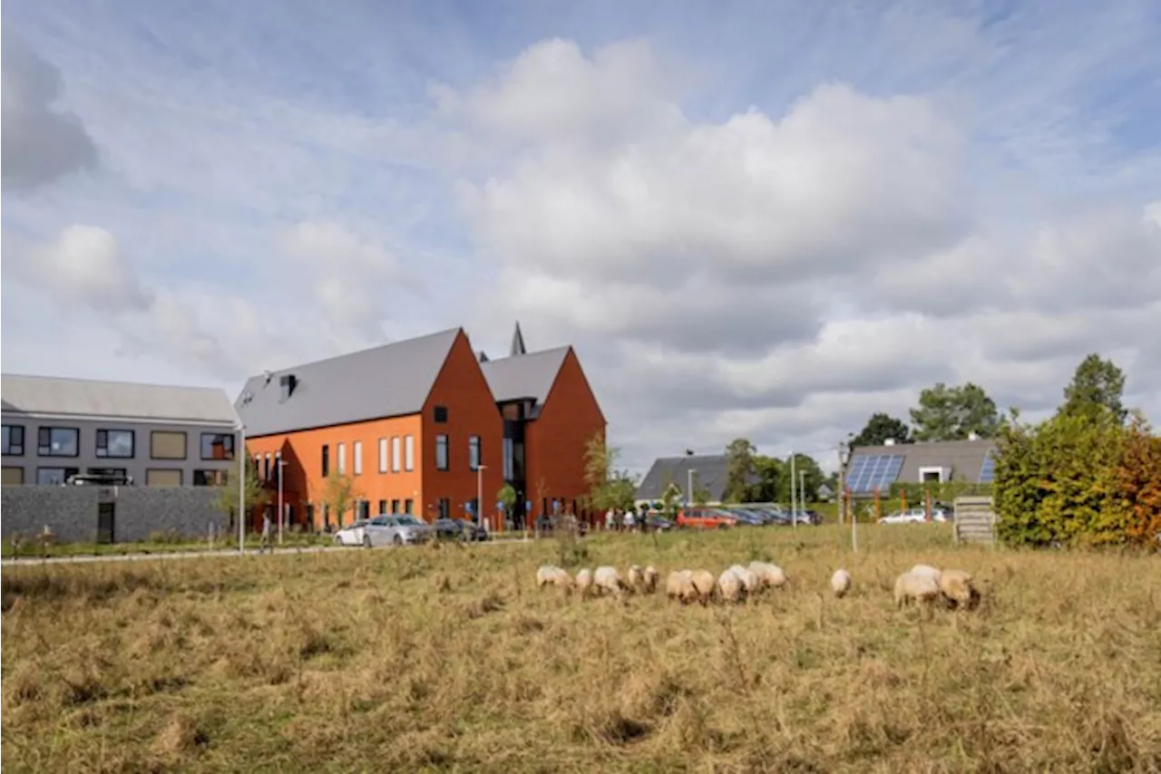 Schapen grazen aan woonzorgcentrum Bosbeekhof: “We moeten niet meer machinaal maaien en de bewoners vinden het