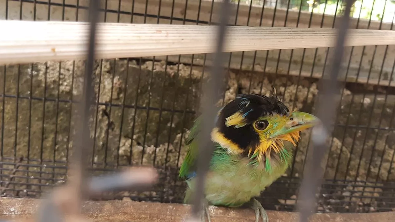 Pusat Rehabilitasi di Lampung Selamatkan Kicau Burung yang Terluka