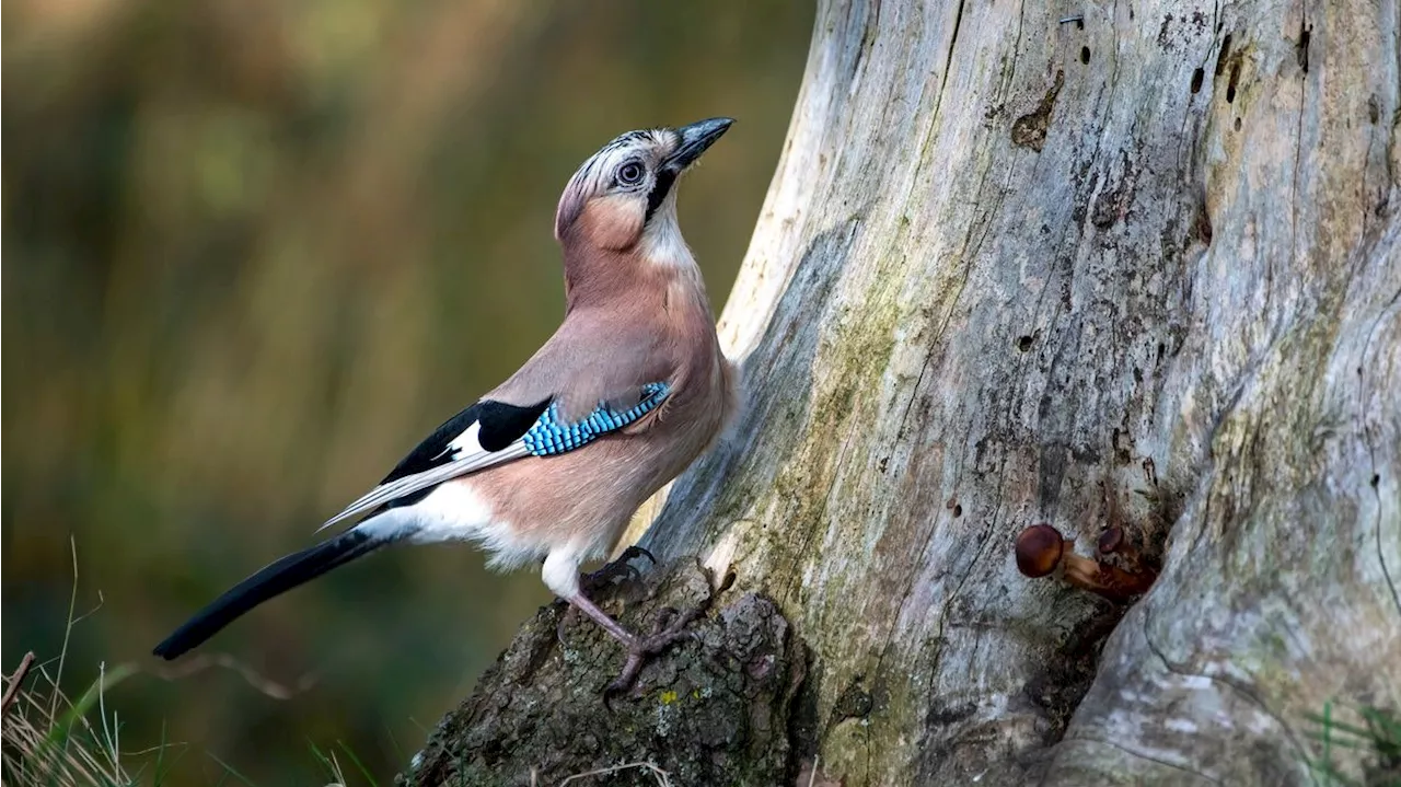  Wieso hassen die Niederösterreicher Vögel so sehr?