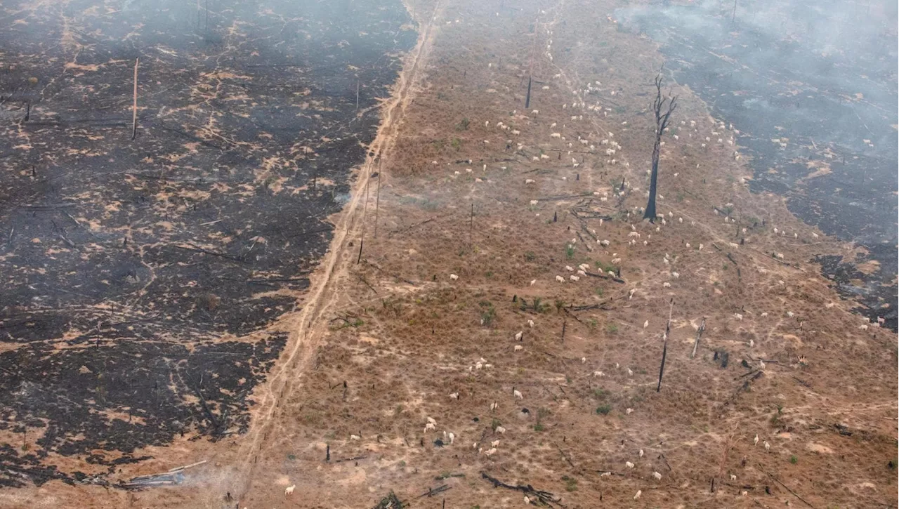 Amazzonia, la deforestazione cresce: il Brasile ha perso sette volte la città di Milano in un mese