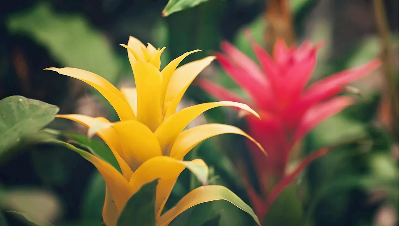 Guzmania: cura, come si annaffia e come farla rifiorire