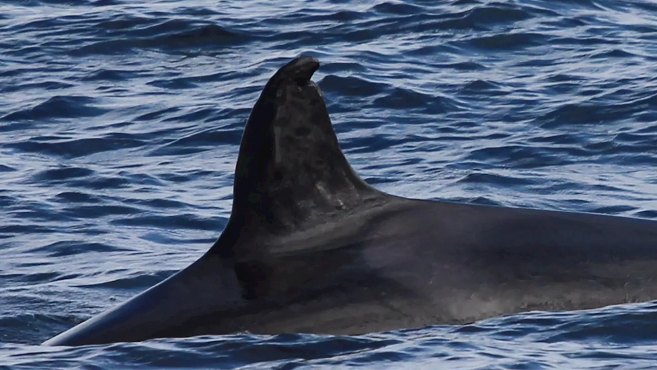 Se espera que en las próximas horas llegue a Galicia un grupo de unas 15 orcas