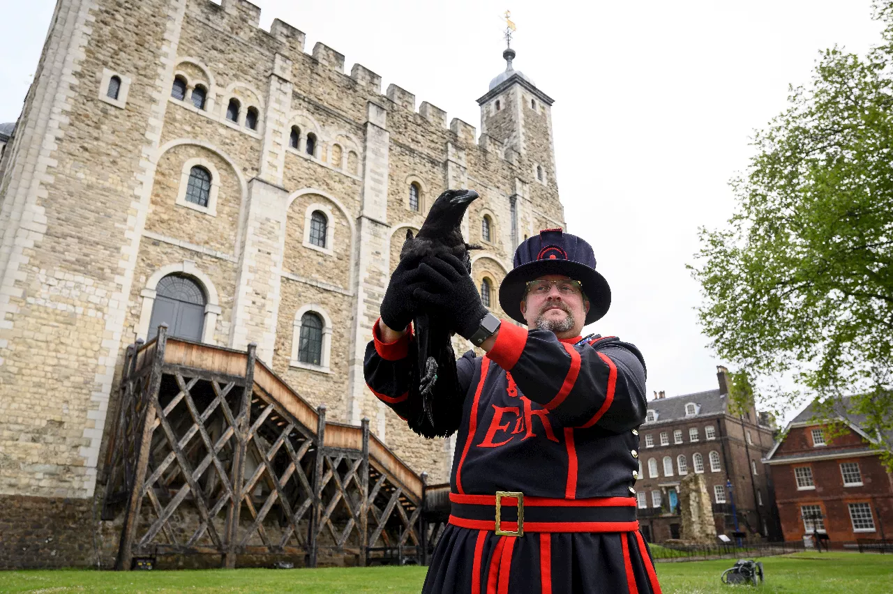 Per salvare il suo regno Re Carlo III chiede aiuto ai corvi della Torre di Londra