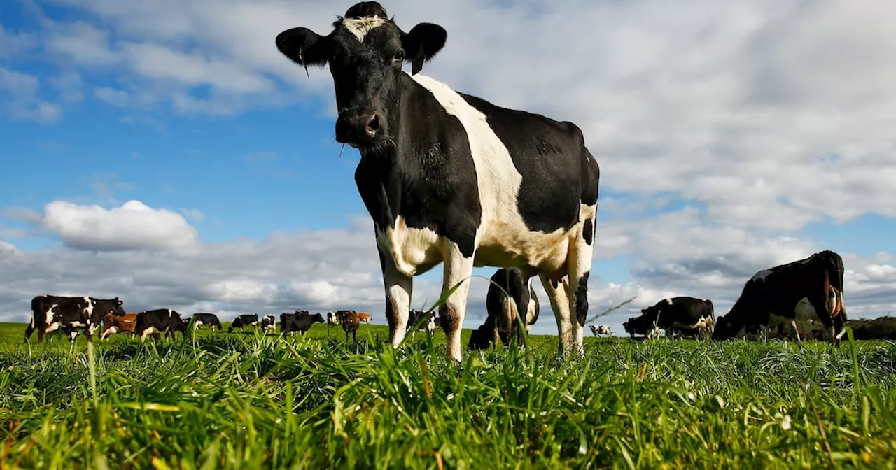 China opens anti-subsidy probe into European dairy imports, including Ireland