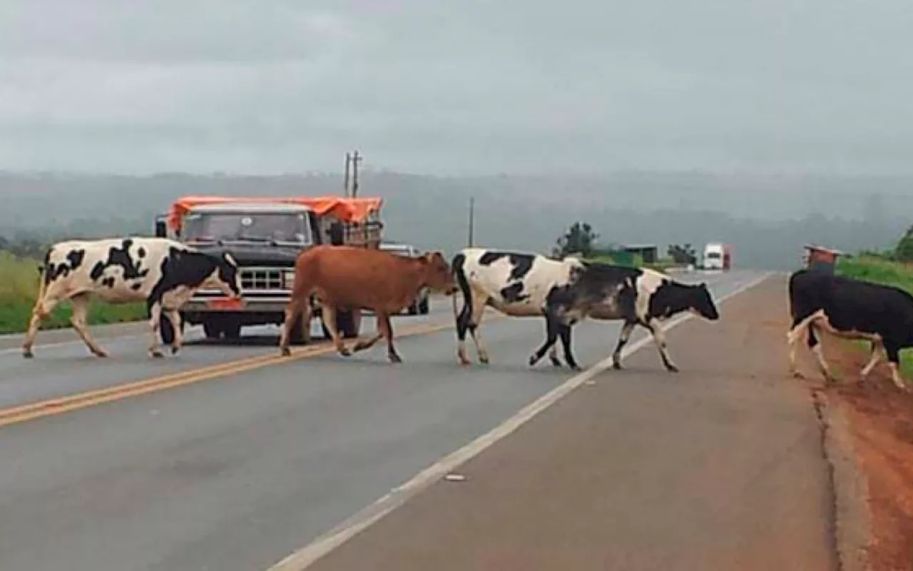 Justiça decide que concessionárias devem indenizar motoristas por acidentes causados por animais na pista