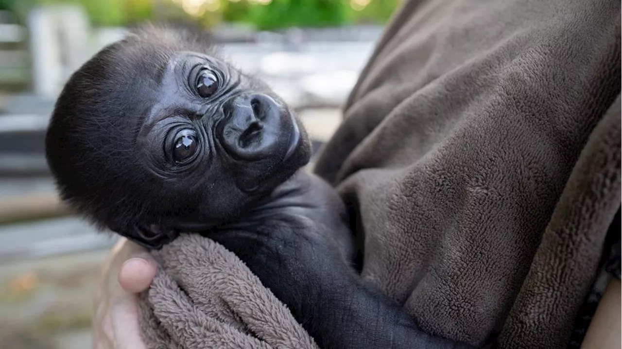 Woodland Park Zoo's baby gorilla arrives at new home at Louisville Zoo