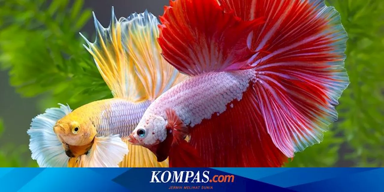 5 Ikan Hias yang Dapat Dipelihara Satu Akuarium dengan Ikan Cupang