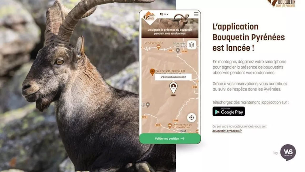 Géolocalisation des bouquetins : l’appli qui implique les randonneurs