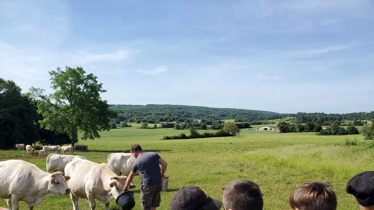 La viande charolaise, un élevage au milieu des bocages