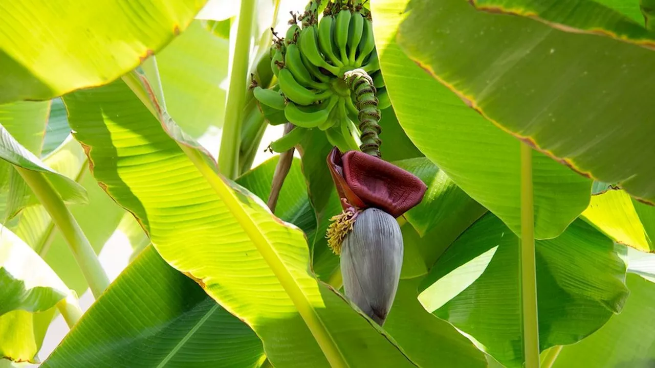 Cara Merebus Jantung Pisang yang Kaya Serat, Cocok untuk Menurunkan Kolesterol