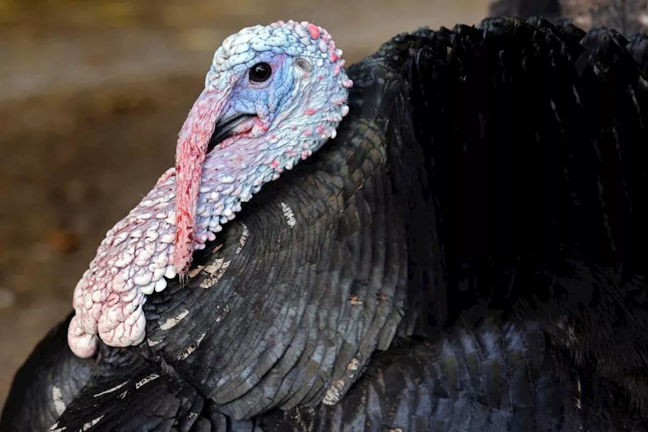 Grippe aviaire : un second foyer détecté en France, en Bretagne, dans le Morbihan