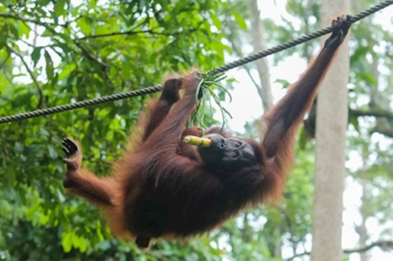 Support conservation of endangered orangutans and enjoy tax exemptions, says Malaysian palm oil foundation