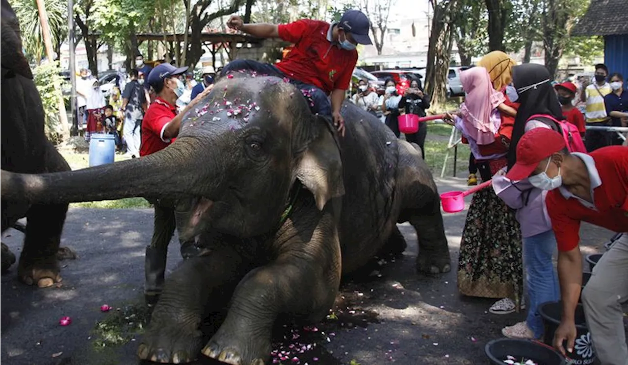 Berusia 15 Tahun, Gajah Manohara di Solo Safari Dilaporkan Mati