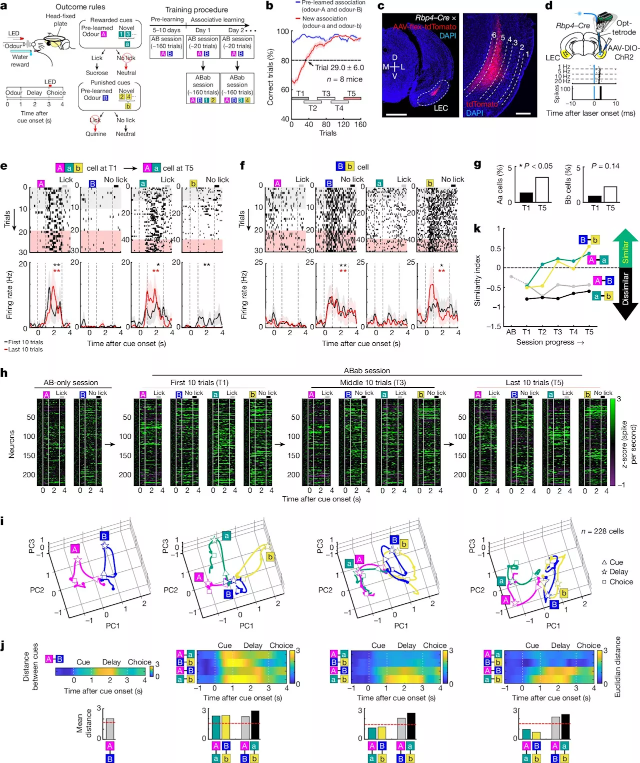 Discovery of 'item memory' brain cells offers new Alzheimer's treatment target