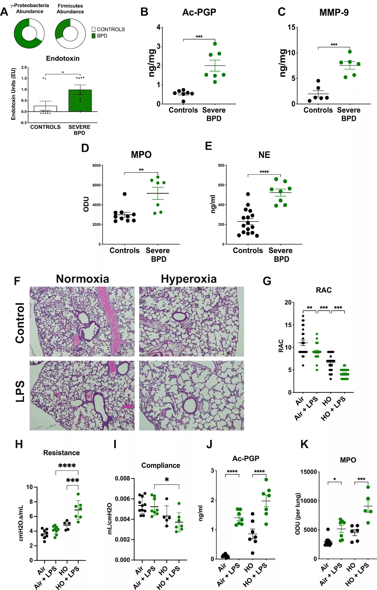 Inhalation of live Lactobacilli lessens lung inflammation and improves lung function, preclinical study finds