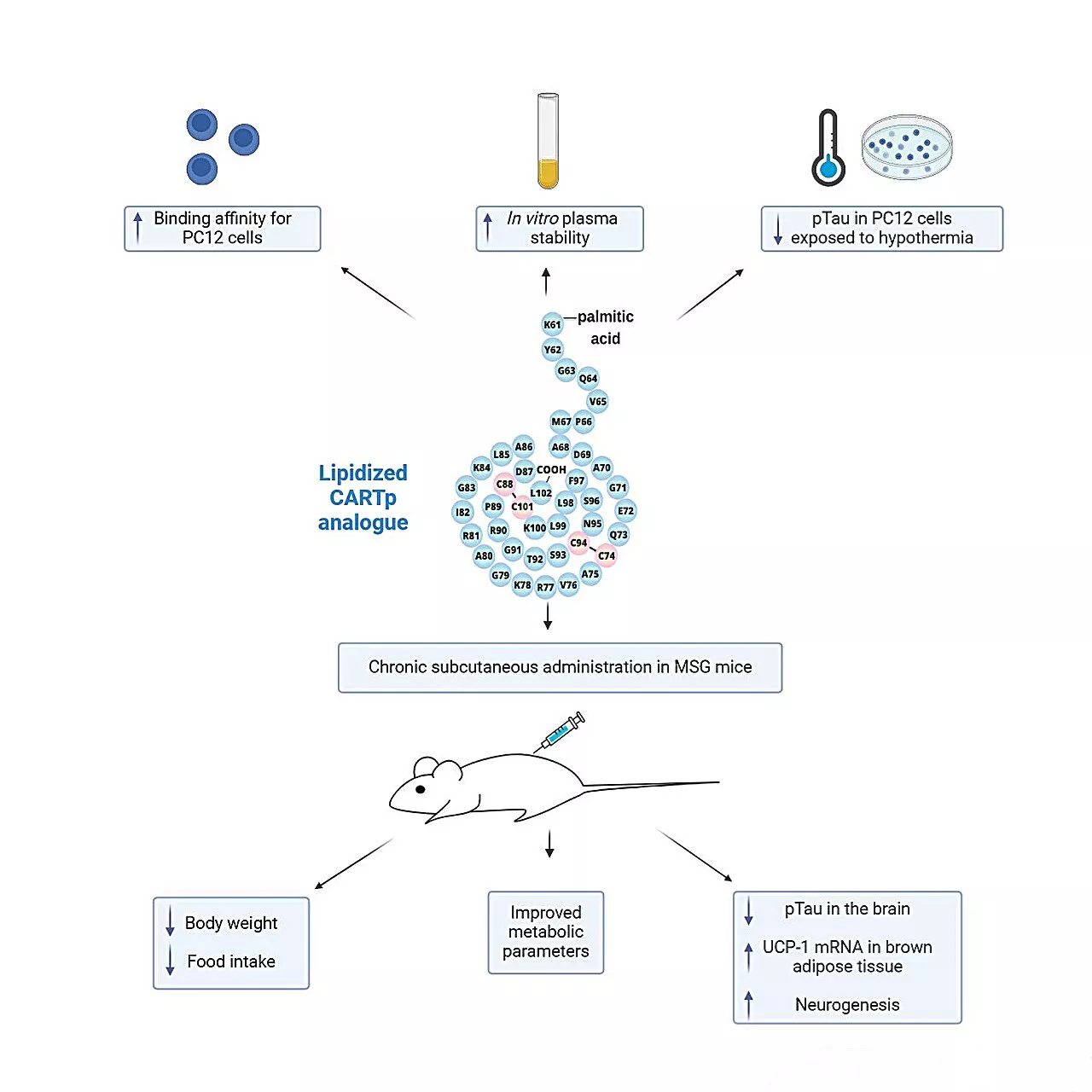 Promising peptide compound can decrease appetite and protect the brain against Alzheimer's-type diseases