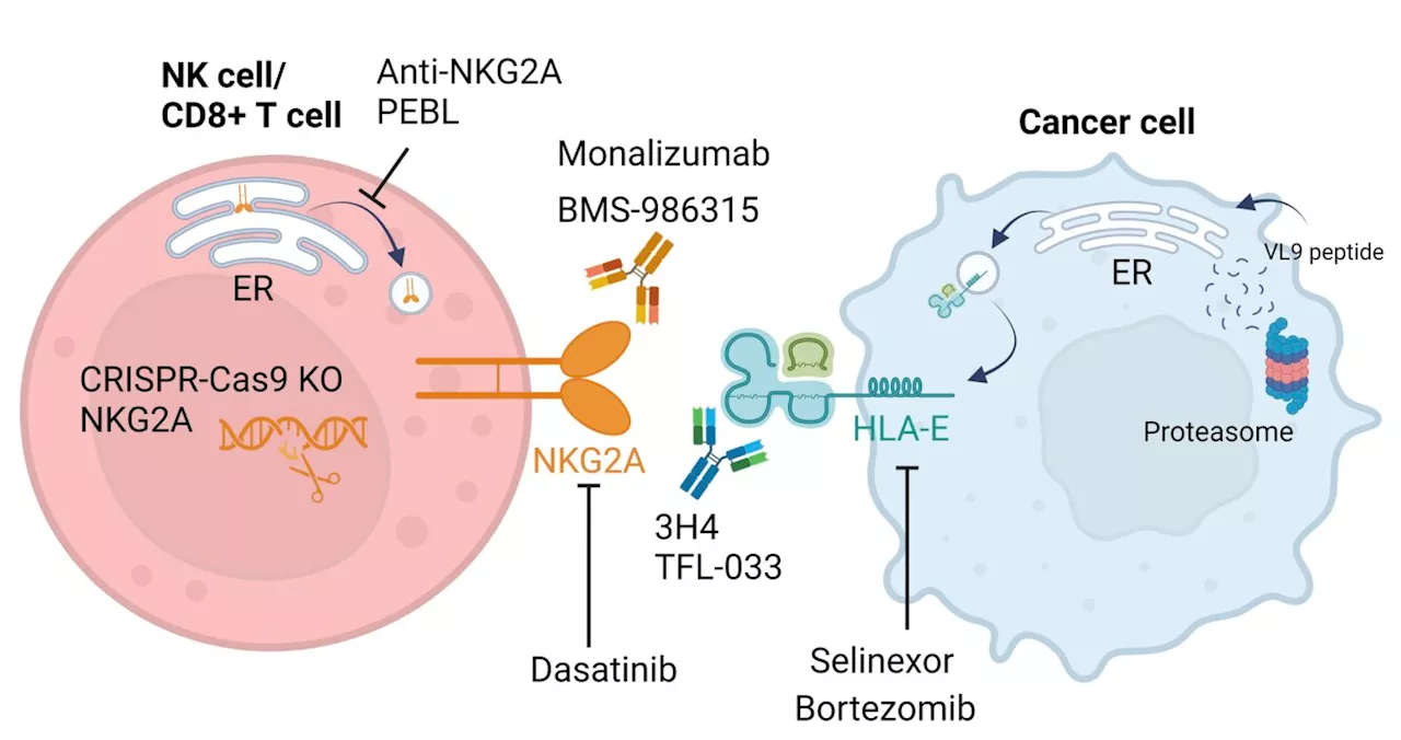 Researchers discuss disrupting NKG2A:HLA-E interactions for enhanced anti-cancer immunity