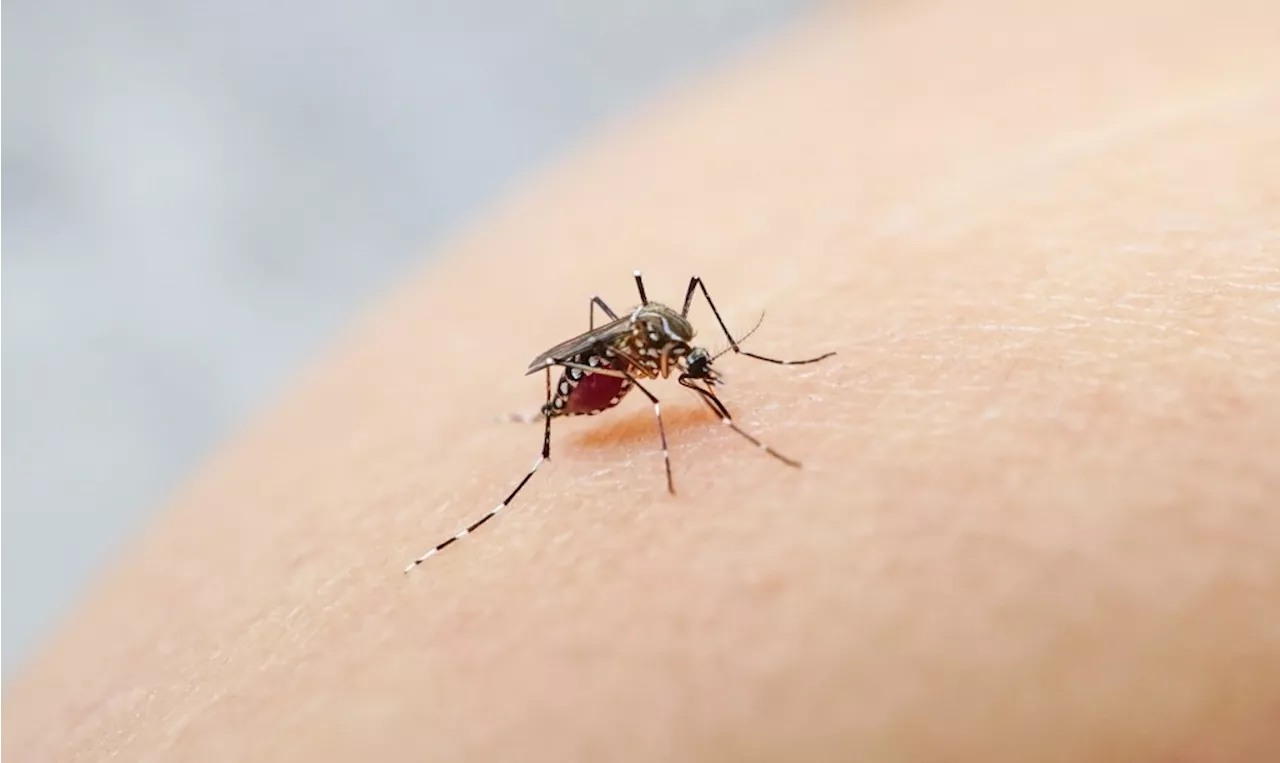 Santa Clara County to spray pesticide following discovery of more West Nile-positive mosquitos