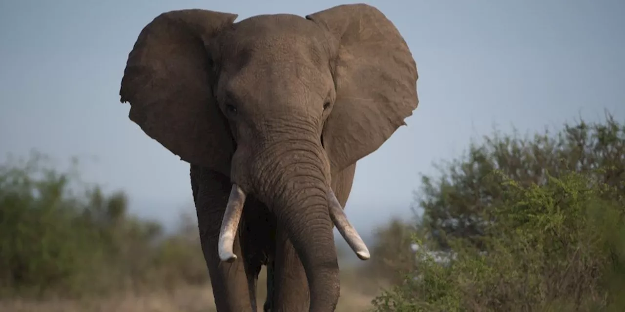 Sepasang Gajah di Solo Safari Mati, Ini Penjelasan BKSDA